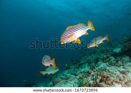 Schooling tropical reef fish swimming together among colorful coral reef