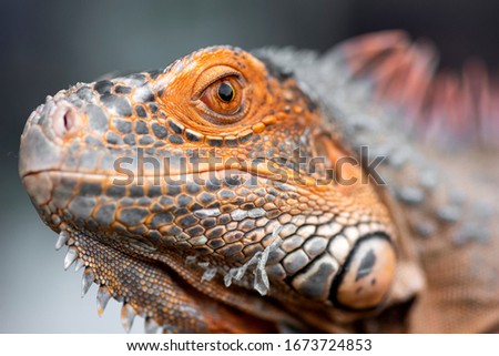 close up of orange iguana at park
