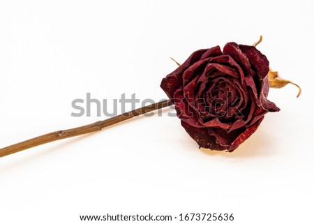 Dry red rose on white background