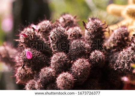 blur of pink pastel cactus close up on bokeh background , soft focus