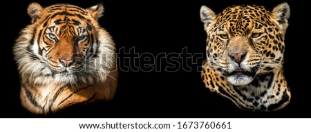 Template of Tiger and jaguar with a black background