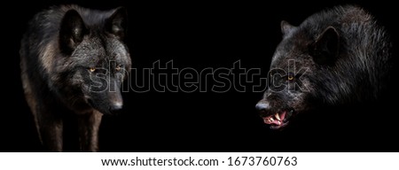 Template of black wolf with a black background