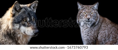 Template of Lynx and wolf with a black background