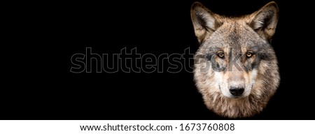 Template of Grey wolf with a black background