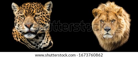 Template of Lion and jaguar with a black background