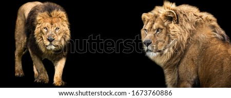 Template of Lion with a black background