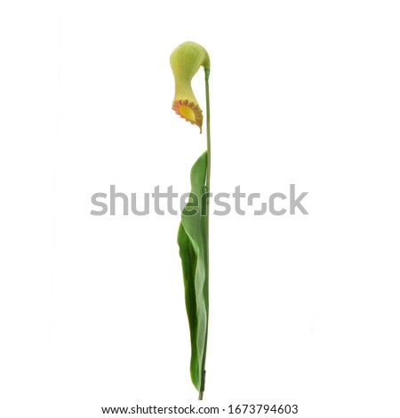 Nepentes flower on a white background.