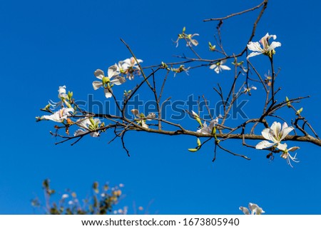 Springtime: white Bauhinia Variegata Candida in blooming, with blue sky background, Dalat, Vietnam. The White Orchid Tree, Bauhinia Variegata Var. Alba Swinging in The Wind with blue sky.