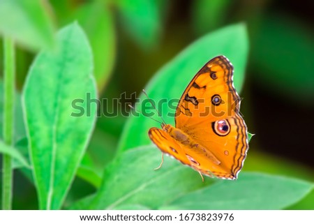Peacock Pansy on Green leaf
