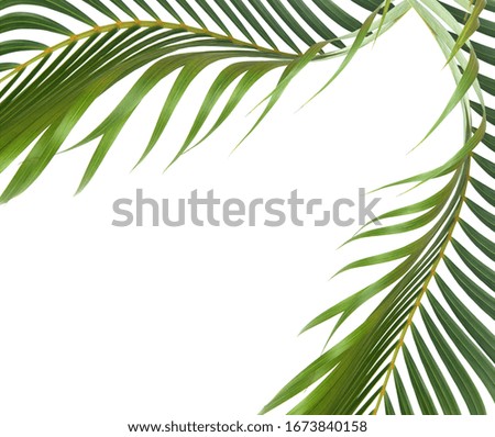 green leaf of palm tree on white background 