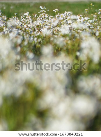 Beautiful blooming flowers on a large spring meadow. April flower in the sun. Stock background in nature with green grass