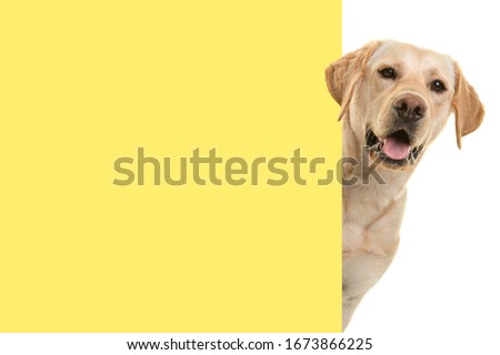 Portrait of a blond labrador retriever dog looking around the corner of an yellow empty board with space for copy Royalty-Free Stock Photo #1673866225