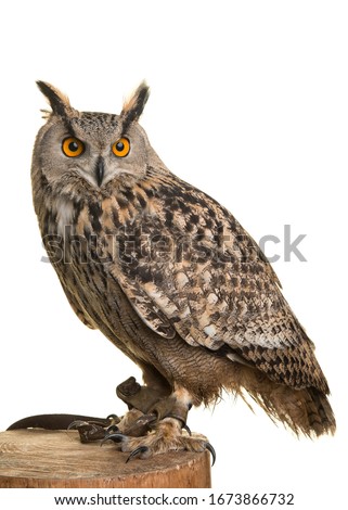 Eagle owl on a tree trunk isolated at a white background