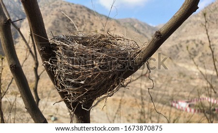 An Isolated Nest Of The Bird