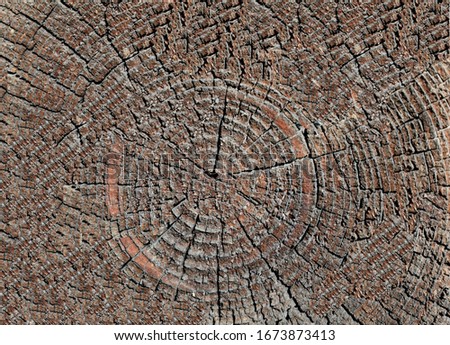 cross section of tree trunk isolated on white background