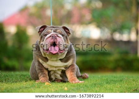 english bulldog at the park
