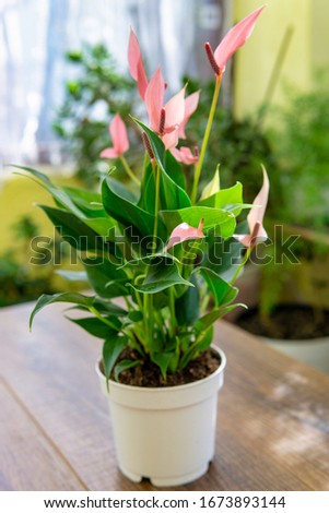 Spatifilum plants in pot on brown wooden table. Close up potting plants. Spring, nature background.