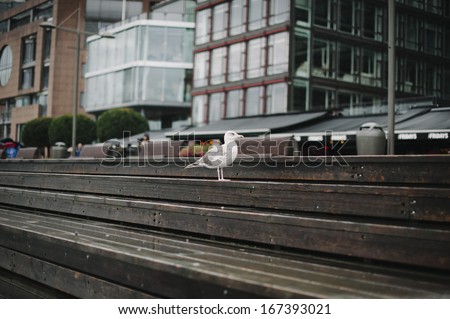 Huge Norwegian seagull on a wooden deck in Oslo