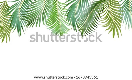 tropical green palm leaves tree isolated on white background for summer banner