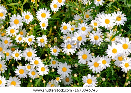white chamomiles on green grass background. Oxeye daisy, Leucanthemum vulgare, Daisies, Dox-eye, Common daisy, Dog daisy, Moon daisy. Gardening concept.