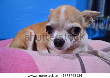 Brown chihuahua sit on pillow