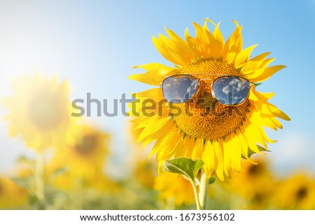 close up of blooming sunflowers wearing sunglasses among the fields on the sunny day with clear blue sky. fun idea of smiling human face on sunflower. Royalty-Free Stock Photo #1673956102