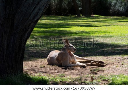 Large male red kangaroo (buck) resting on a grassy area beside a tree.