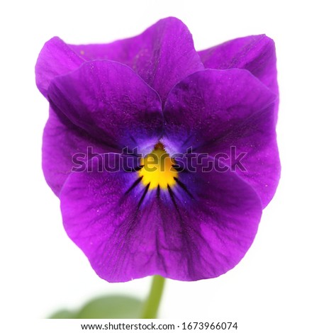 Purple blooming pansy on white background.