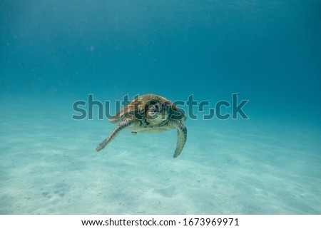 A wild turtle in the tropical sea