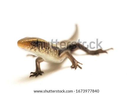 Eutropis multifasciata, East Indian brown mabuya, many-lined sun skink, many-striped skink, common sun skink isolated on white background