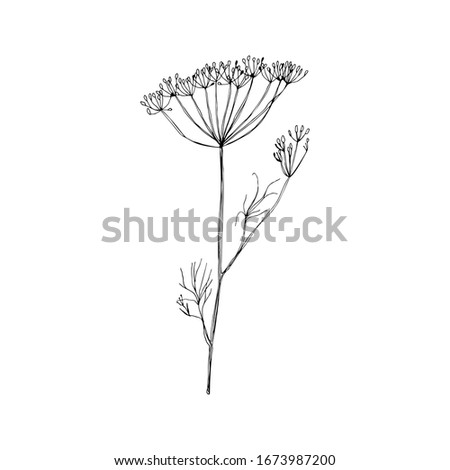 Flower hand drawn flat illustration. Botanical design elements. Vector sketch clip art.