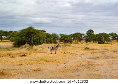 One zebra on the yellow savanna of Tarangire National Park, in Tanzania, with acacias at the background