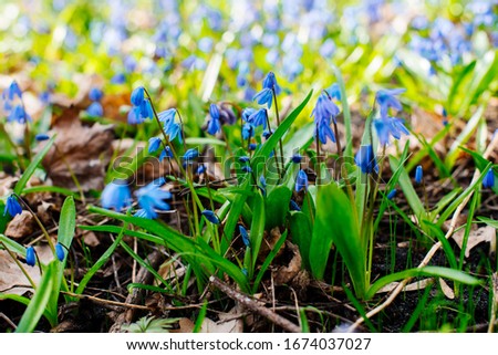 Snowdrop or ordinary snowdrops (Galanthus nivalis) flowers that are confused with a bluebell or spillway or scilla