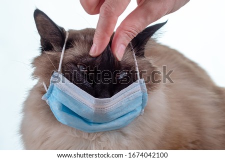 Mask coronavirus covid 19 flu respiratory protection,  cat person. Royalty-Free Stock Photo #1674042100