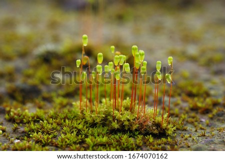 Beautiful spores on mosses in green kaas forest - jungle Royalty-Free Stock Photo #1674070162