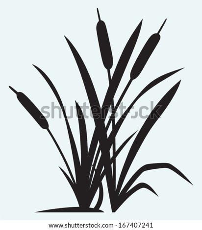 Silhouette reed isolated on white background