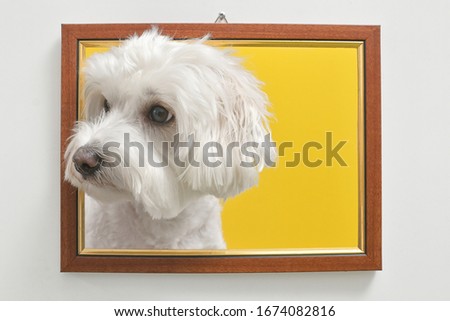 Adult Maltese Dog In A Photo Frame