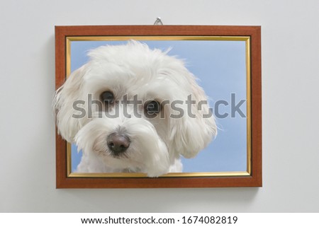 Adult Maltese Dog In A Photo Frame