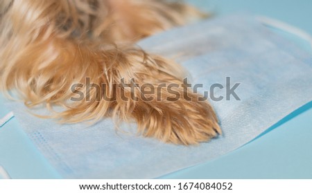 Yorkshire Terrier dog paw on medical mask, coronavirus epidemic 2020