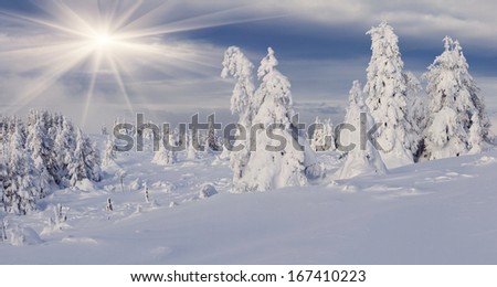 Trees covered with hoarfrost and snow in mountains