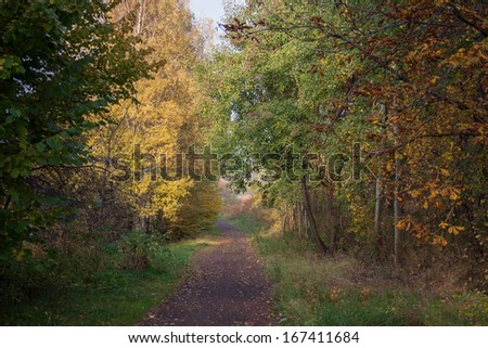 A scenic walk among the autumn trees full of colors.