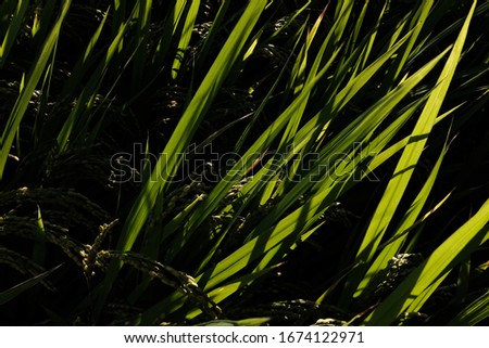 a close-up picture of grass