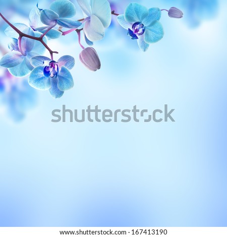 Floral background of tropical orchids Royalty-Free Stock Photo #167413190