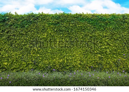 Green tree wall texture and blue sky for backdrop design, And sun light, And free space for art work.