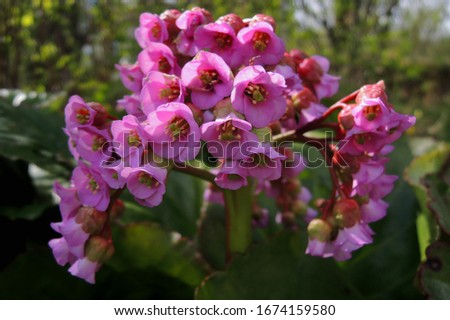 Bergenia, known also as Bergenia cordifolia. Pink flowers close up.           Royalty-Free Stock Photo #1674159580