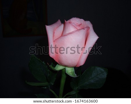Closed bouquet of roses soft pink on the background of the wall with a picture