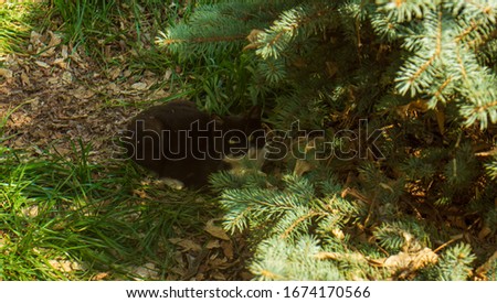 black cat under the green pine tree