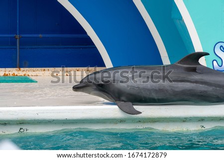 This is cute dolphin photo