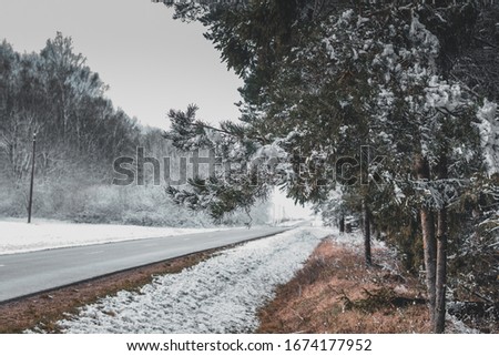 snowy winter in Lithuanian woods