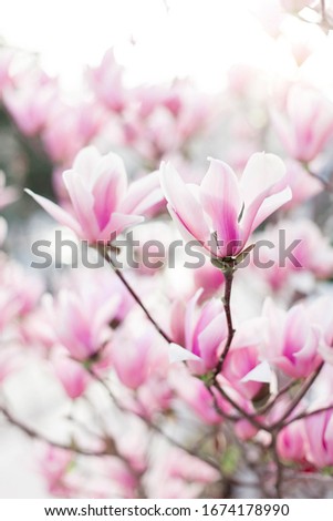 Magnolia flowers blooming in spring park at sunset. Pink bushes at city streets. Blossom tree in garden. Floral background.